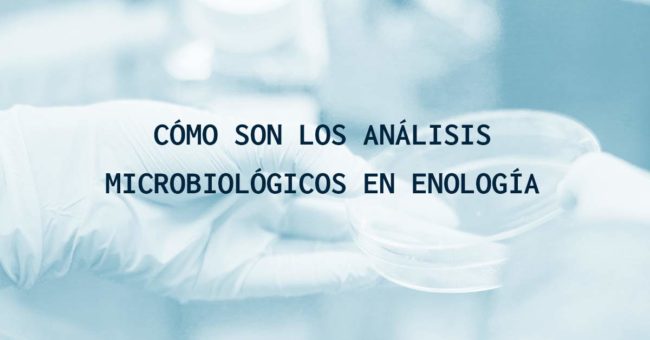 Cómo son los análisis microbiológicos en enología Cómo son los análisis microbiológicos en enología