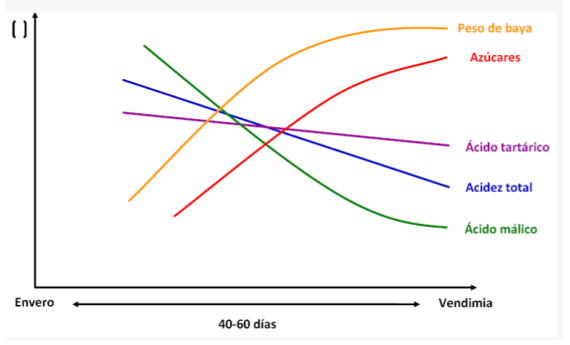 Fermentación alcohólica de la uva