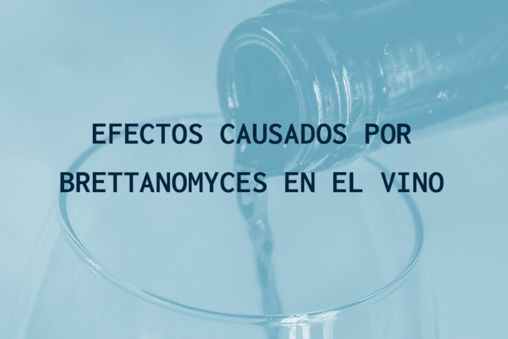 brettanomyces-en-el-vino