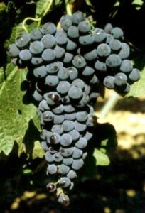 Racimo de la variedad Tempranillo RACIMO DE LA VARIEDAD TEMPRANILLO