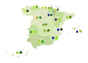 VARIEDADES DE UVAS AUTÓCTONAS EN ESPAÑA VARIEDADES DE UVAS AUTÓCTONAS EN ESPAÑA